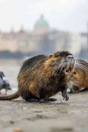Nutria In Urban Setting