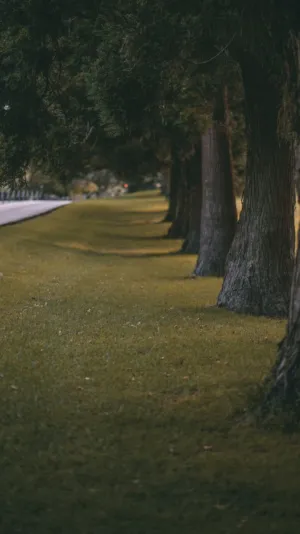 Tree Lined Path
