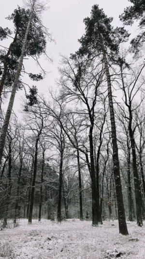 Winter Forest