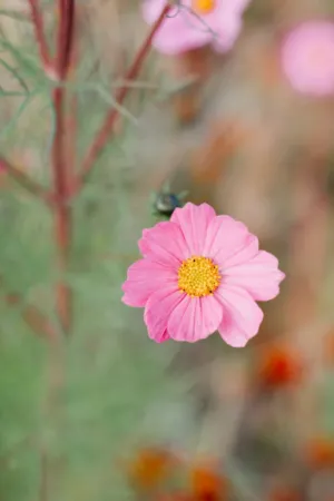 Pink Cosmos Flower