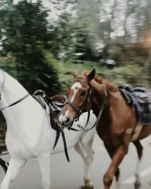 Horse Duo