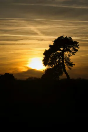 Sunset Silhouette