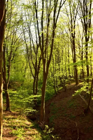 Spring Forest