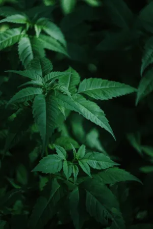 Green Leaves