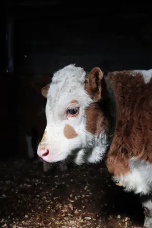 Calf In Barn