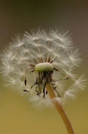 Dandelion Seed Head