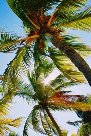 Palm Trees And Sunlight