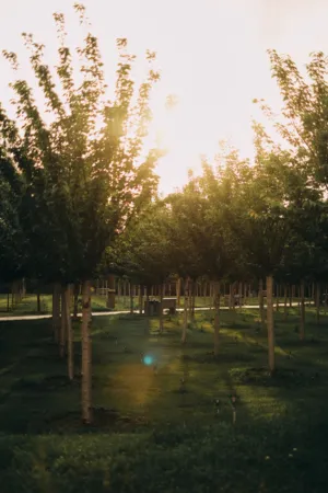 Sunlit Tree Lined Path
