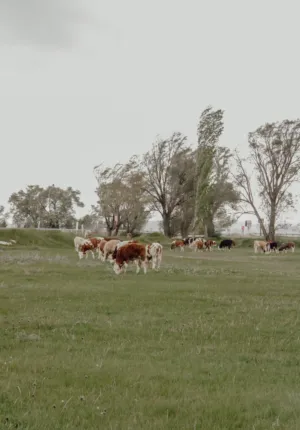 Cows In A Field
