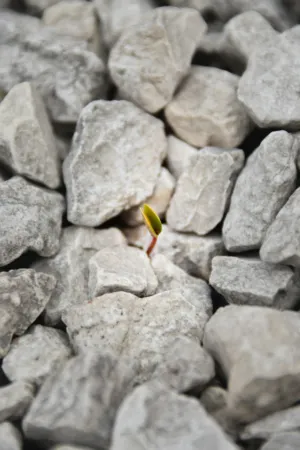 Seedling Amidst Rocks