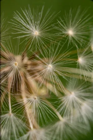 Dandelion Seeds