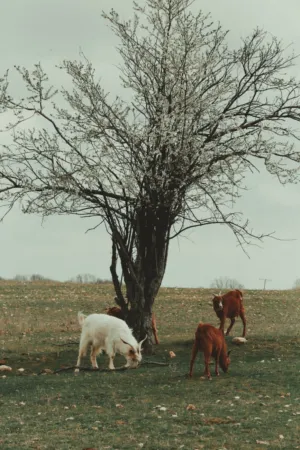 Goats Grazing