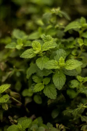 Green Leaves