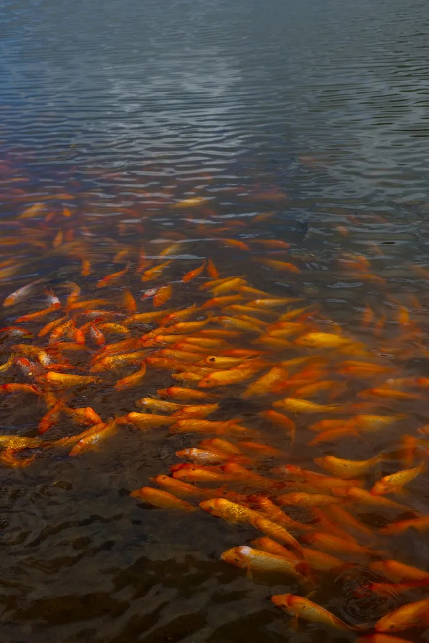 Goldfish In A Pond