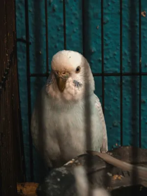 White Parakeet In Cage