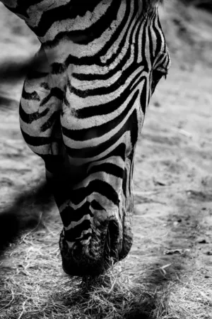 Zebra Grazing
