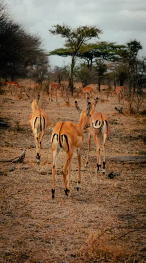 Antelopes In The Wild