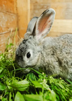 Grey Rabbit Feeding