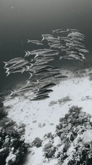 Underwater Fish School