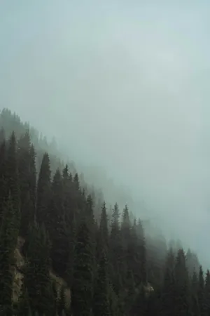 Misty Forest
