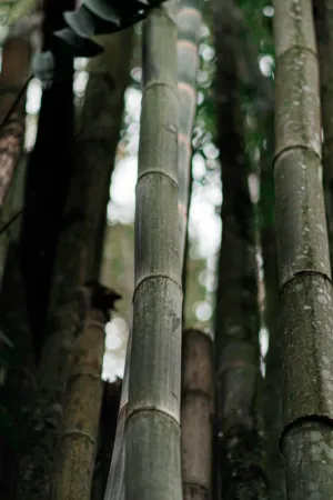 Bamboo Forest