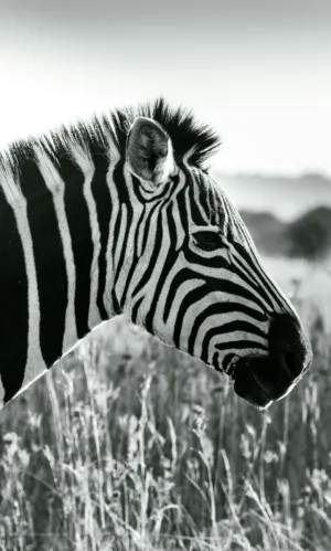 Zebra In The Wild
