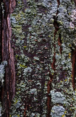 Tree Bark With Lichen