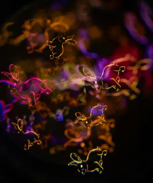Bunny Bokeh