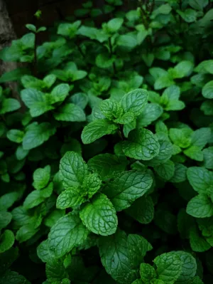 Mint Leaves