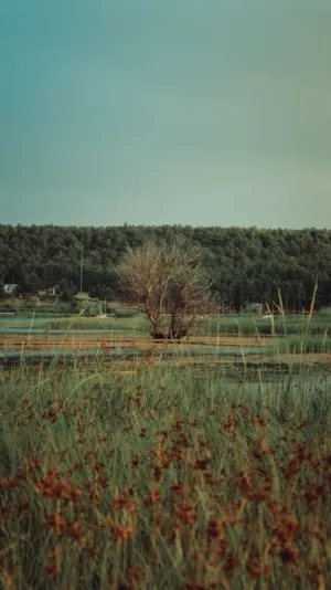 Solitary Tree In A Wetland