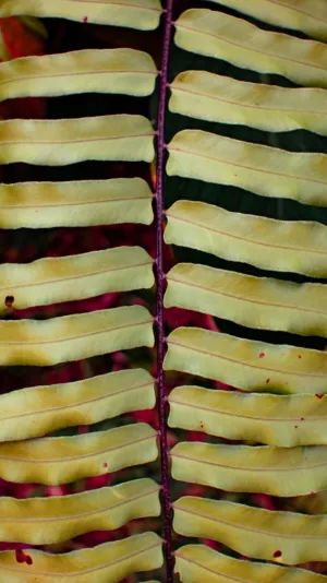 Fern Frond