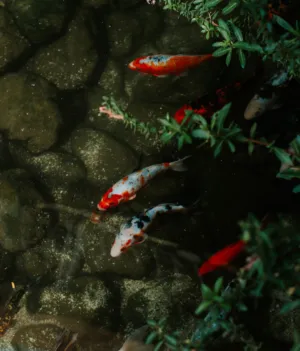 Koi Pond