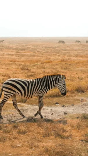 Zebra In The Savannah