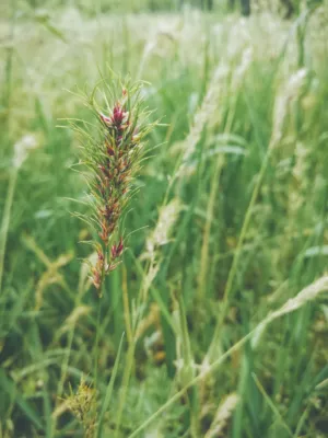 Green Grass With Red Tips