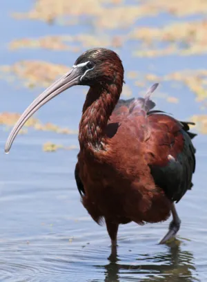Glossy Ibis