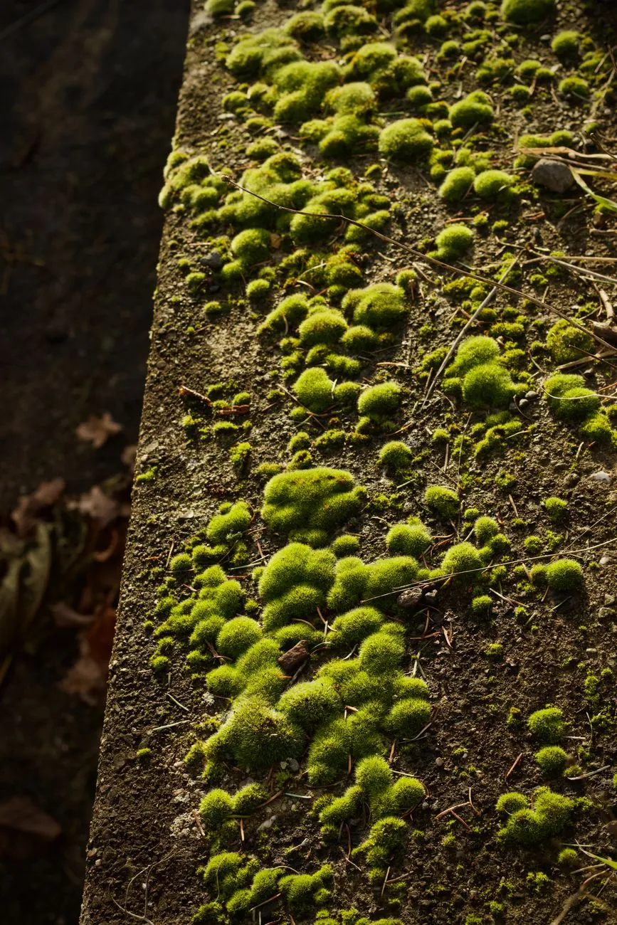Mossy Wall