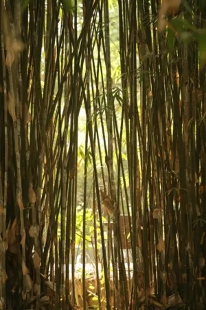 Bamboo Forest