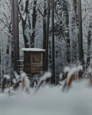 Winter Forest Hideout