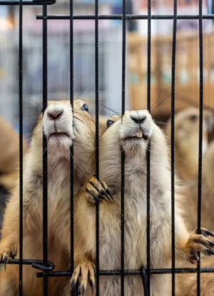 Prickly Pups