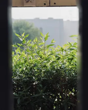 Urban Greenery