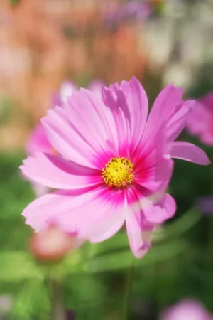 Pink Cosmos Flower