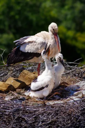 White Storks In Nest
