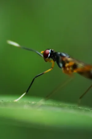 Macro Insect