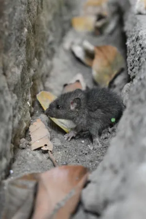 Gray Rat In A Crevice