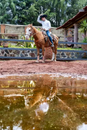 Riding Horse In A Puddle