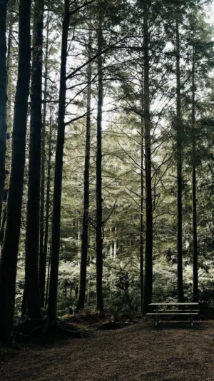 Forest Path