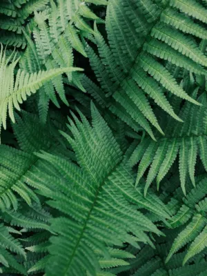 Ferns