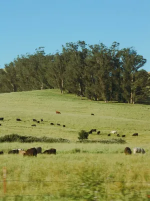 Cows In A Pasture