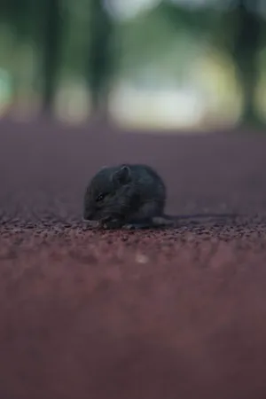 Little Mouse On A Path