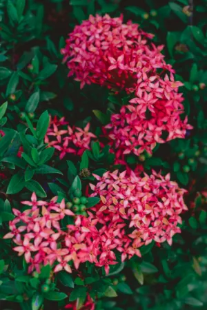 Red Ixora Flowers